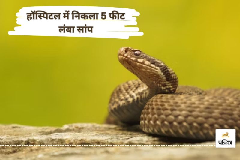 हॉस्पिटल में निकला 5 फीट लंबा सांप… मचा अफरा-तफरी, स्नेक कैचर ने किया रेस्क्यू(photo-unsplash)