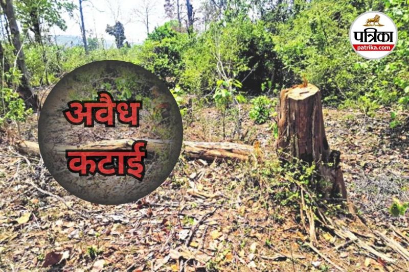 साल-सागौन की खुलेआम हो रही अवैध कटाई (Photo source- Patrika)