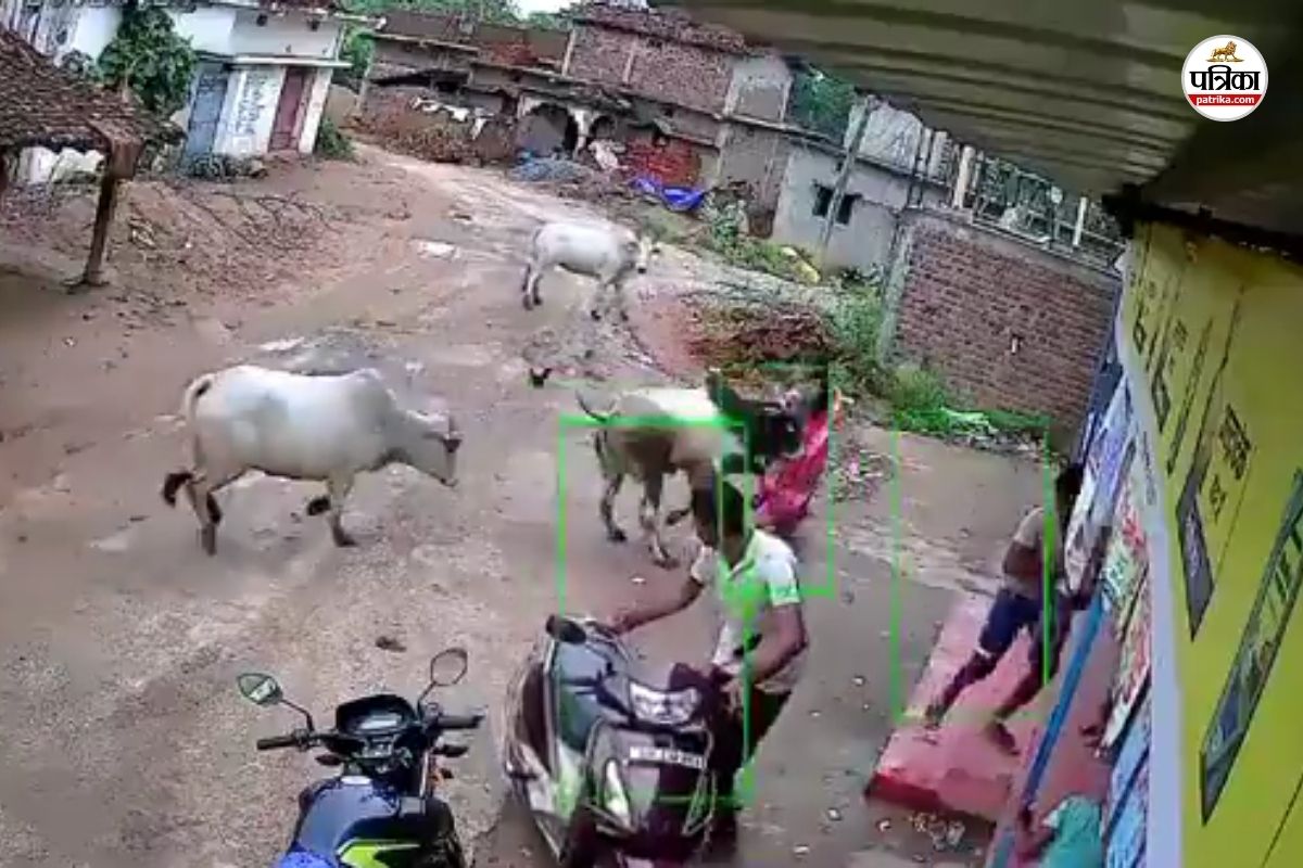सांड ने महिला को पटक कर मार डाला, देखें घटना का Live Video