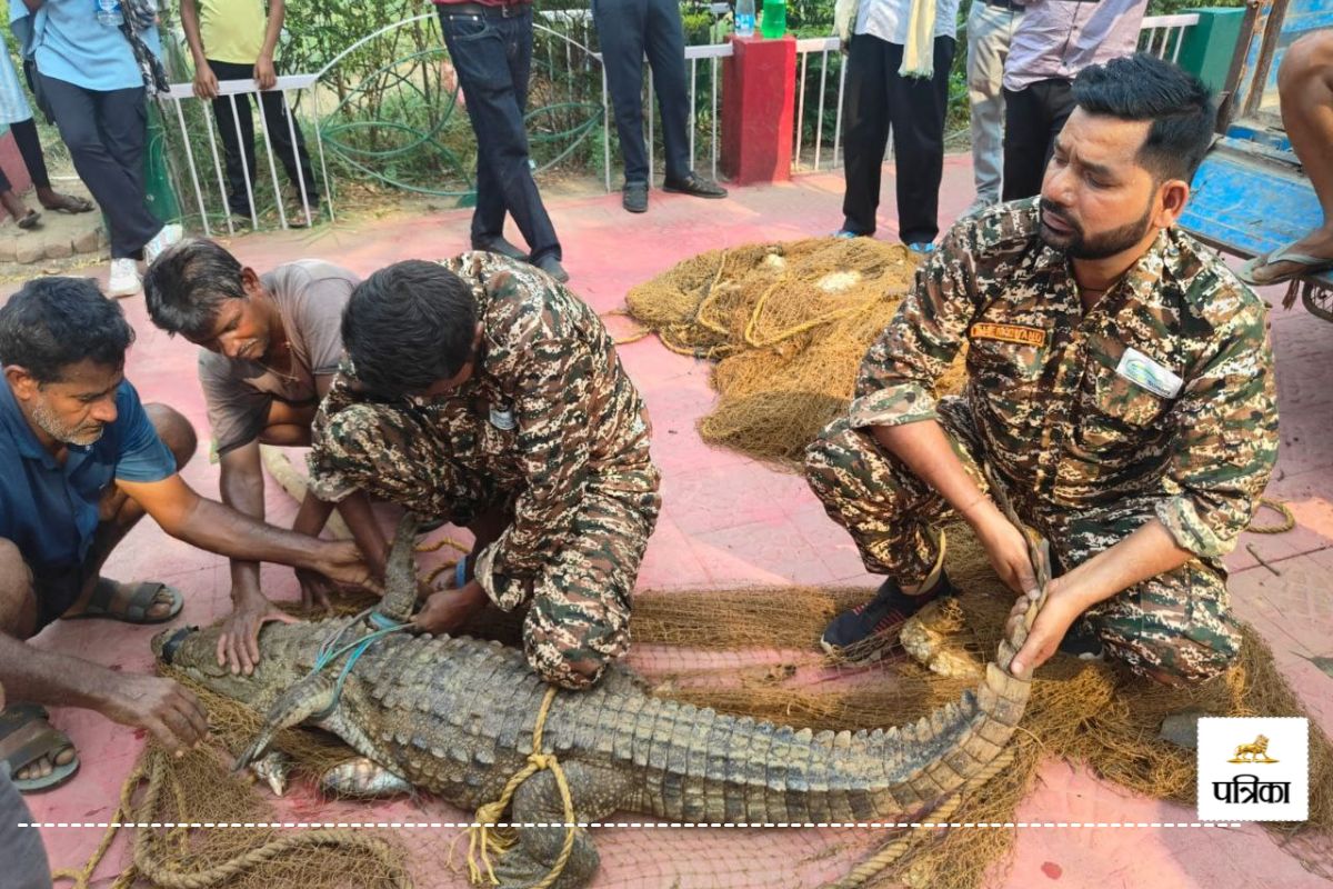 World Crocodile Day: क्रोकोडाइल पार्क में सैलानियों की भीड़, गांवों में मगरमच्छ
असुरक्षित