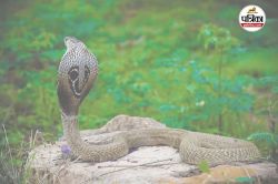 Snake Bite: बारिश में बढ़ जाती है सांप काटने की घटनाएं, ऐसे बरतें सावधानियां - image