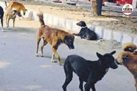 पखवाड़े भर से भटक रहे श्वान काटने के मरीज (Photo source- Patrika)