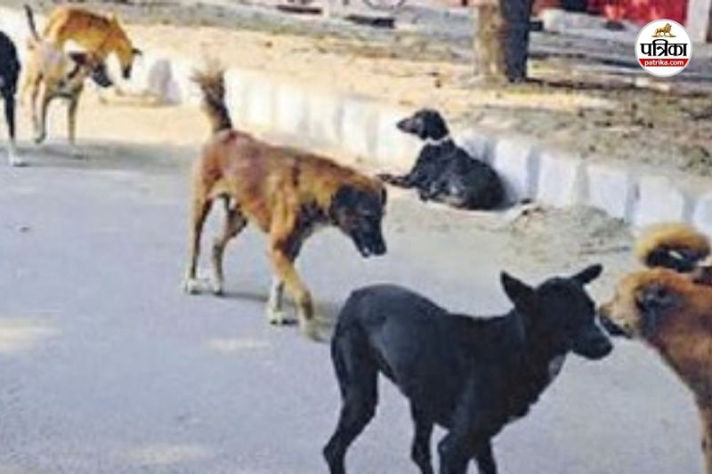 पालतू श्वान (Photo source- Patrika)