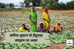 बारिश-तूफान से तेंदूपत्ता संग्रहण पर असर, 2 लाख मानक बोरा कम जमा - image