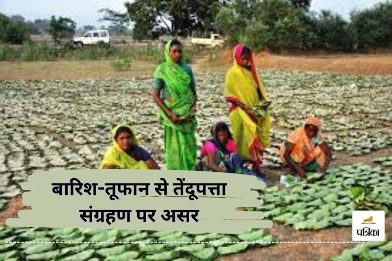 बारिश-तूफान से तेंदूपत्ता संग्रहण पर असर(photo-unsplash)