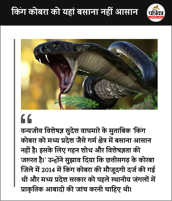 King cobra Project MP