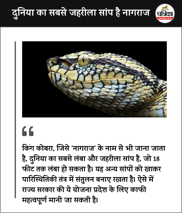 King Cobra