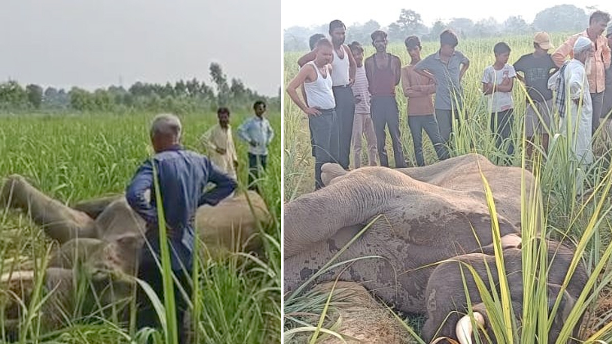 Bijnor News: बीमार हाथी की मौत से गांव में सनसनी, गन्ने के खेत में मिला शव, वन
विभाग की टीम मौके पर पहुंची