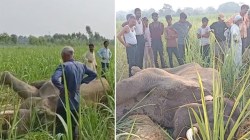 Bijnor News: बीमार हाथी की मौत से गांव में सनसनी, गन्ने के खेत में मिला शव, वन
विभाग की टीम मौके पर पहुंची - image