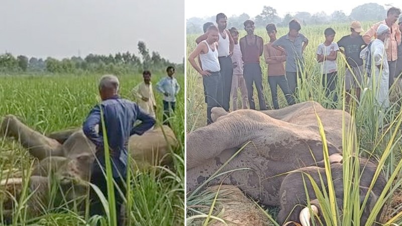 Death of sick elephant caused sensation in Bijnor