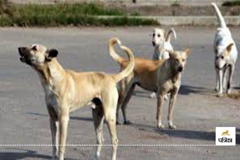 CG News: शिक्षकों को आवारा कुत्तों की जानकारी देने का मिला काम, शिक्षक बोले- हम पढ़ाएं या कुत्ते गिनें..?(photo-patrika)