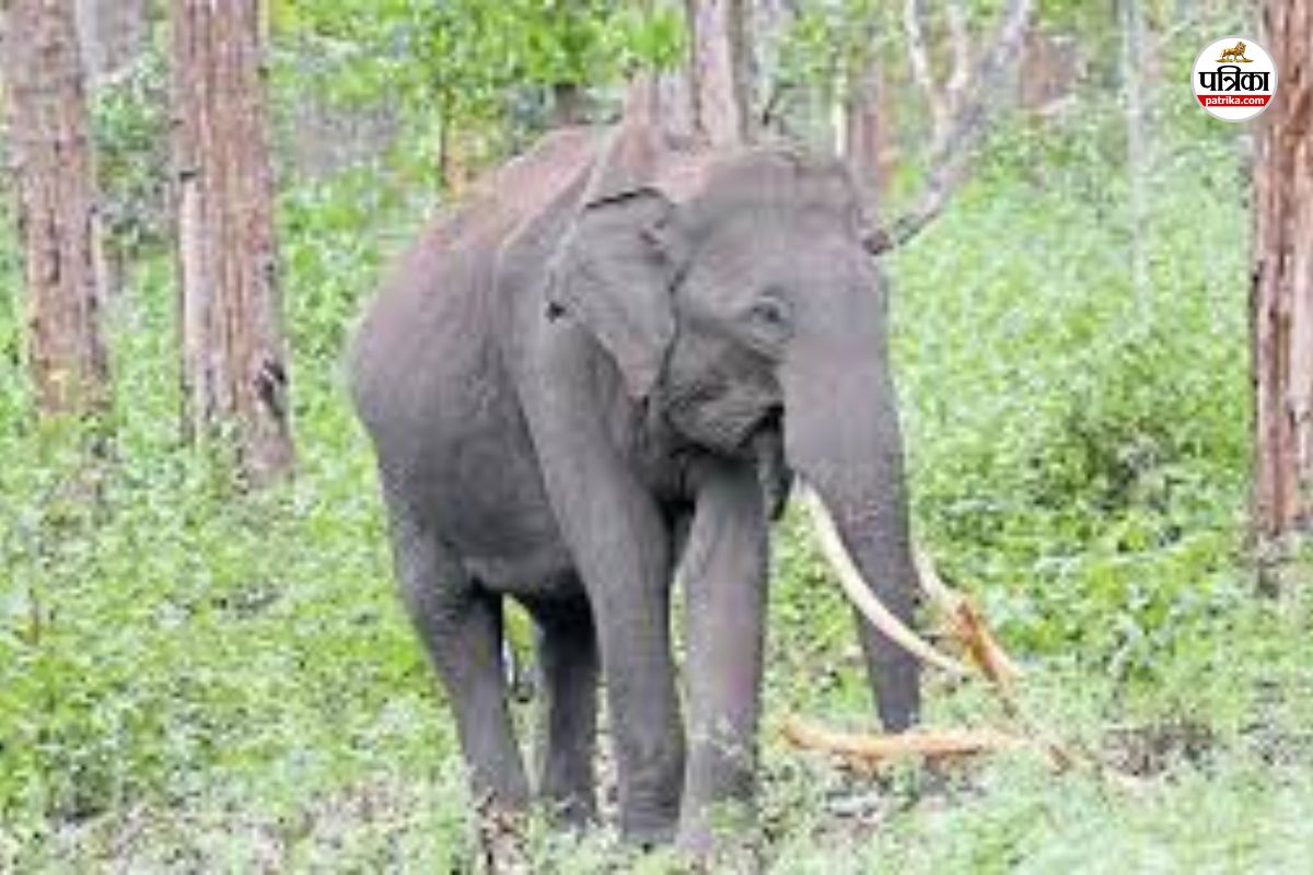 Elephant killed woman: हाथी के हमले में महिला की मौत, पति ने बेटी के साथ भागकर
बचाई जान, ग्रामीण के तोड़े दोनों पैर