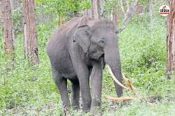 Elephant killed woman: हाथी के हमले में महिला की मौत, पति ने बेटी के साथ भागकर
बचाई जान, ग्रामीण के तोड़े दोनों पैर - image