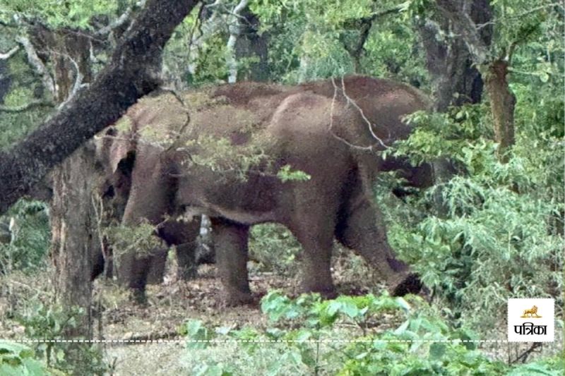 हाथियों का कहर! 52 हाथियों के झुंड ने मचाया उत्पात, धान की फसल तबाह, वन विभाग अलर्ट...(photo-patrika)