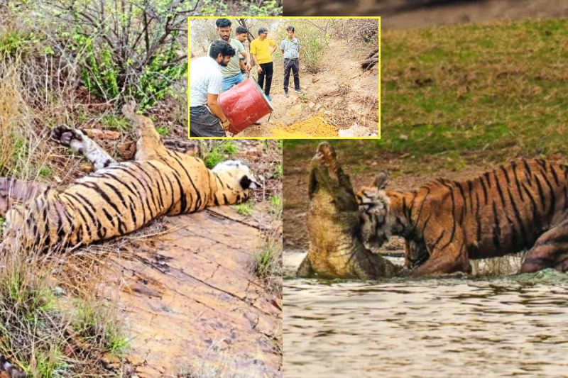 Famous tigress 'Arrowhead'