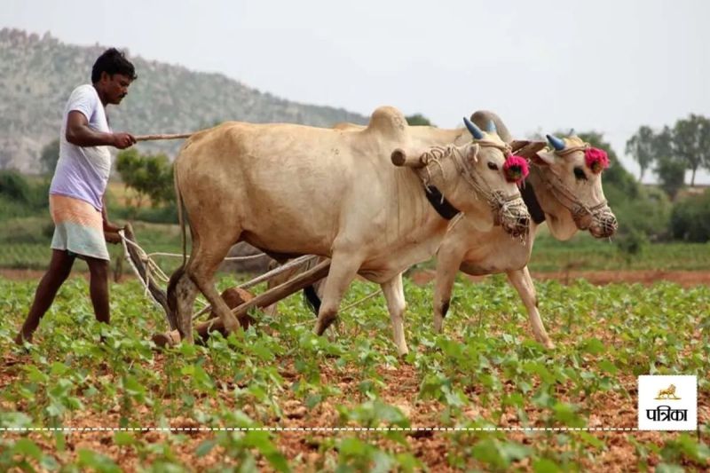 किसान (फोटो: पत्रिका)