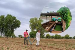 Bikaner: बिना रासायनिक खादों के अनाज का उत्पादन, 3 गुना अधिक दाम पर खरीद रहे लोग - image