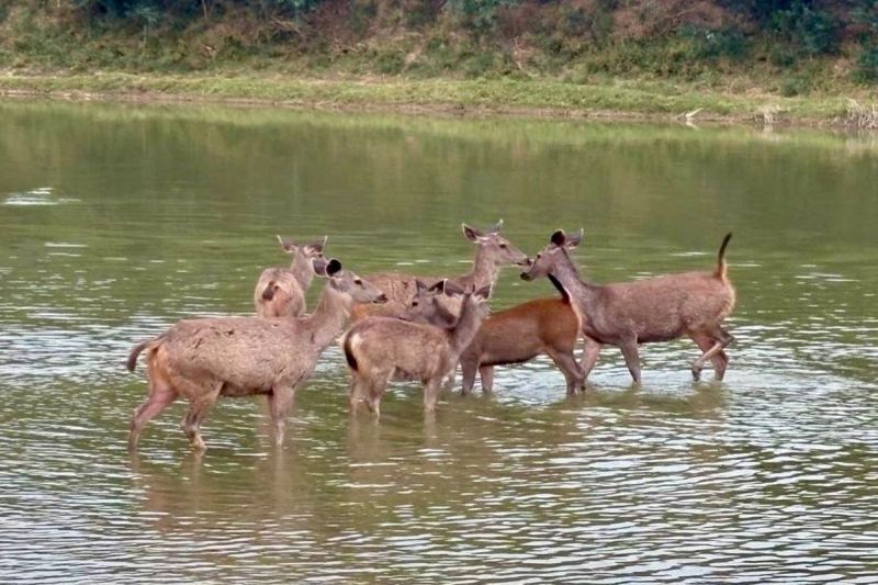 रामगढ़ विषधारी टाइगर रिजर्व में बढ़े शाकाहारी वन्यजीव, बाघिन लाए जाने की बढ़ी उम्मीद