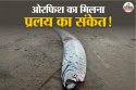 Oarfish Doomsday: प्रलय का संकेत देती है ये मछली! इन देशों में मिली, क्या यहां
आएगा भूकंप और सुनामी, क्यों ऐसा कहते हैं जापानी?