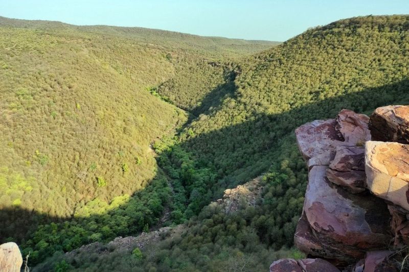 बूंदी में 27.14 प्रतिशत हैं धोक के सदाबहार जंगल