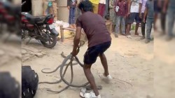 Rampur: एक ही घर में निकले चार जहरीले सांप, स्नेक सेवर ने 5-5 फीट लंबे अजगरों को
किया रेस्क्यू, घनी आबादी में मचा हड़कंप - image