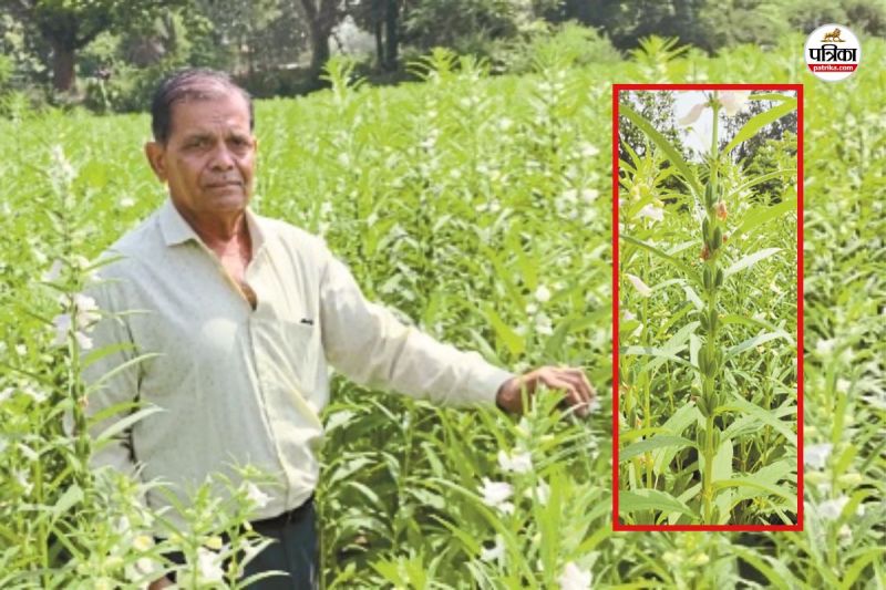 Banswara Ganoda Farmer New Experiment only 280 rupees spent 20 thousand earned from one bigha land