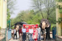 Elephant Village: जयपुर का हाथी गांव बना स्मार्ट, अब CCTV से निगरानी, ACF प्राची
चौधरी बोली: खतरे की स्थिति में मिलेगा अलर्ट - image