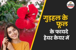 Hibiscus Flower For Hair: गुड़हल के फूल लगाने से बालों को मिलेगा नया जीवन, बाल
होंगे घने और मजबूत - image