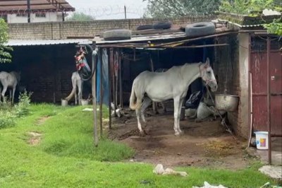 Glanders disease in horse