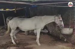 Glanders disease in horse: शहर में 2 मादा घोड़ों में ग्लैंडर्स बीमारी की पुष्टि,
दोनों को जहर का इंजेक्शन देकर मारा गया, 3 महीने का लगा बैन - image