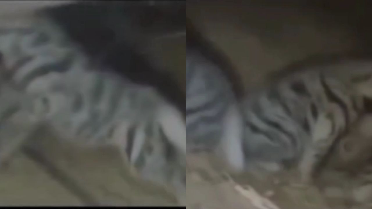 लकड़बग्घा के तीन शावकों को देख ग्रामीणों में दहशत, वन विभाग, चिड़ियाघर प्रशासन
को दी गई जानकारी