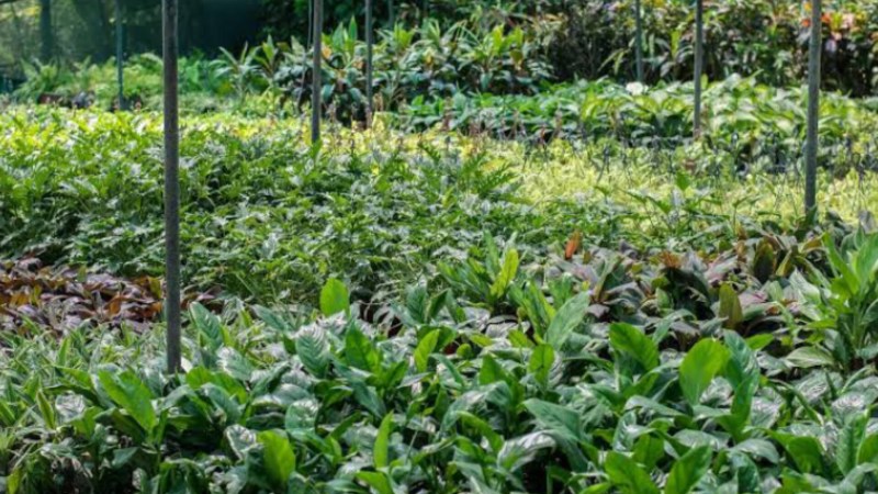 विश्व पर्यावरण दिवस( फोटो सोर्स वीडियो ग्रैब)