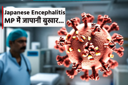 High Alert: एमपी में सुअर-घोड़ों से फैल रहा जापानी बुखार, 22 जिलों में अलर्ट,
जानिए लक्षण और बचाव - image