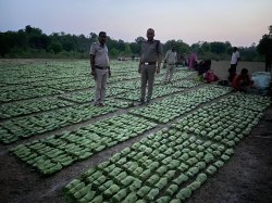 तेंदूपत्ता उत्पादन पर मौसम की मार: 20 दिवस में 35325 मानक बोरा संग्रहण - image