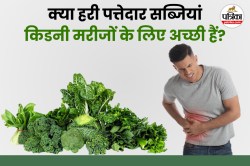 Green Leafy Vegetables For Kidney: डायट में शामिल करें ये हरी सब्जियां, किडनी
डैमेज का खतरा हो सकता है दूर - image