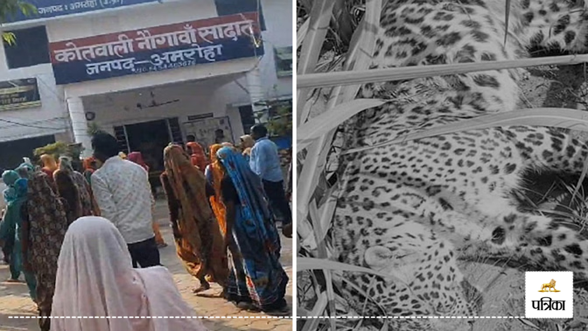 Amroha Attack: तेंदुए की पीट-पीटकर हत्या, तीन आरोपी अरेस्ट, ग्राम प्रधान का नाम
हटाकर बदली गई तहरीर