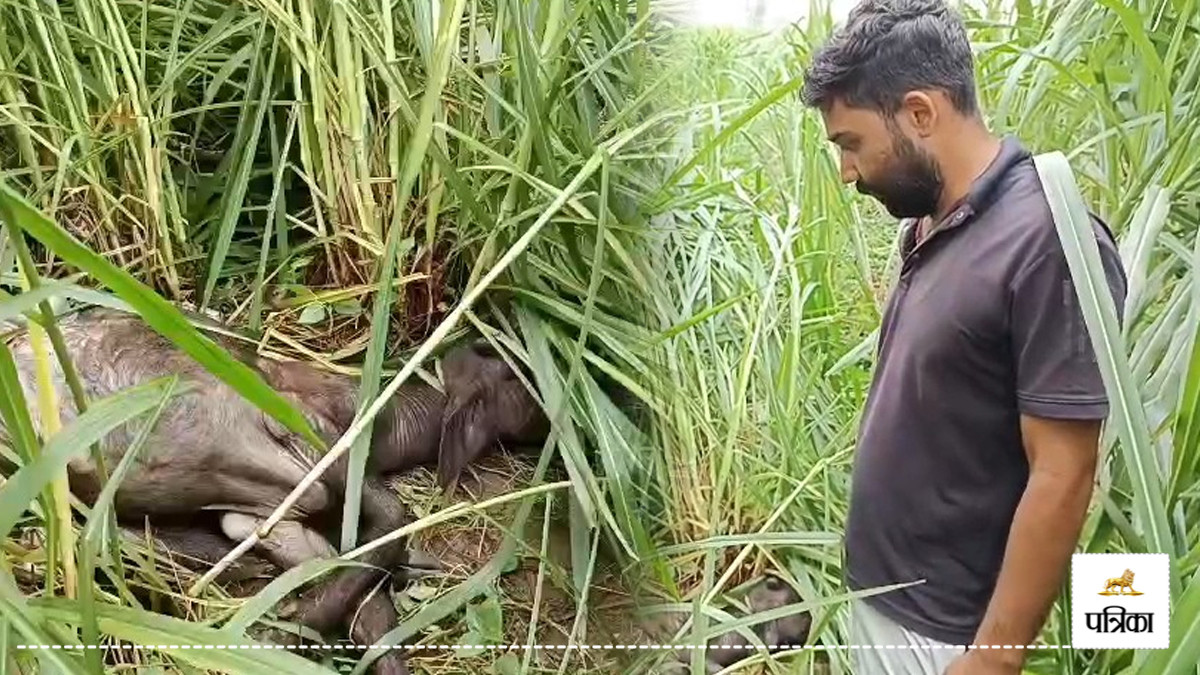यूपी के इस जिले में तेंदुए का आतंक, रात 3 बजे भैंस को बनाया शिकार, खेत जाने से
कतरा रहे लोग