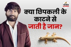 Chipkali Bite Treatment: क्या सच में छिपकली के काटने से जान जा सकती हैं?
एक्सपर्ट ने किया बड़ा खुलासा - image
