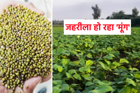mp news Moong is becoming poisonous
