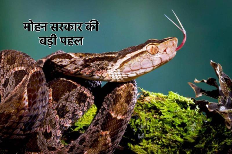 MP News of Budget For Snake Bite Case