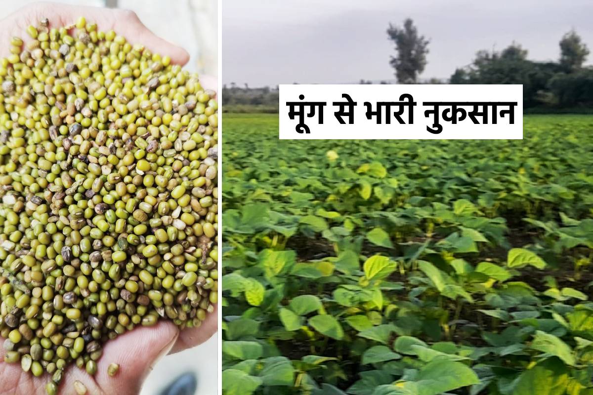 MP farmers heavy loss due to Moong crops