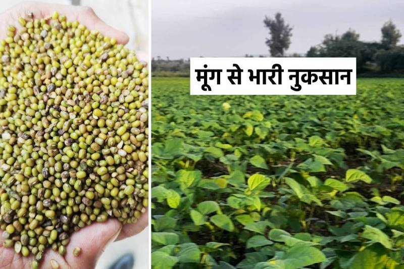 MP farmers heavy loss due to Moong crops