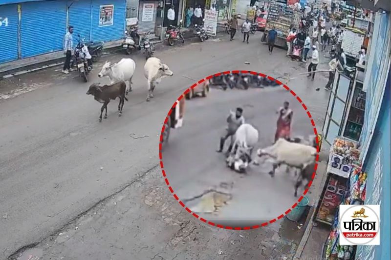 Maharashtra cow Attack video