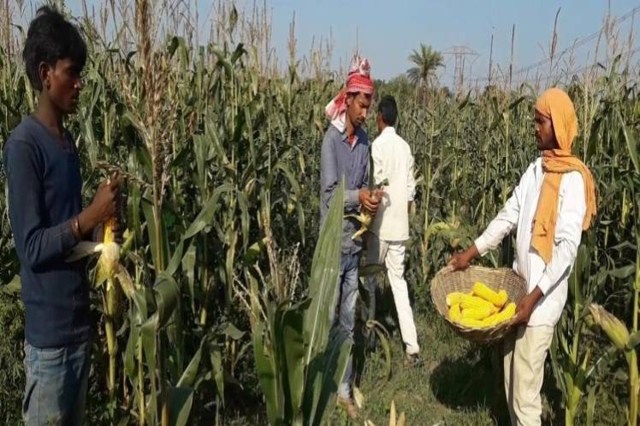  Maize Procurement