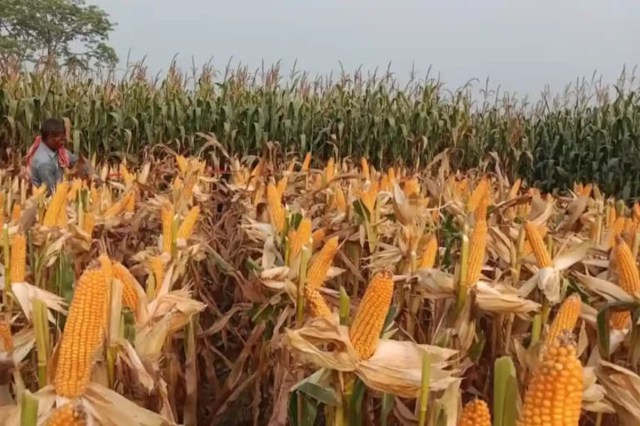  Maize Procurement