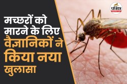 Malaria Prevention: मलेरिया से बचने के लिए वैज्ञानिकों ने खोजा मच्छरों को लेकर
नायाब तरीका, जानिए कैसे मिलेगी बेहतर सुरक्षा - image