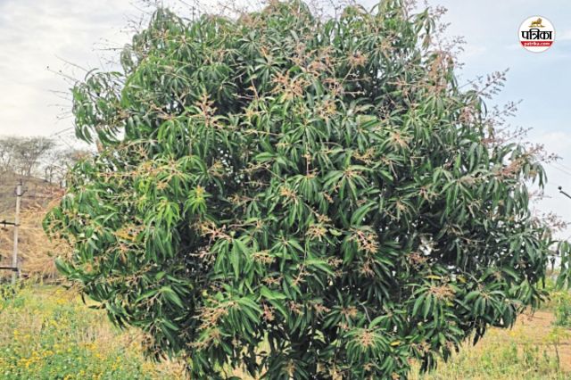 Mango Plants