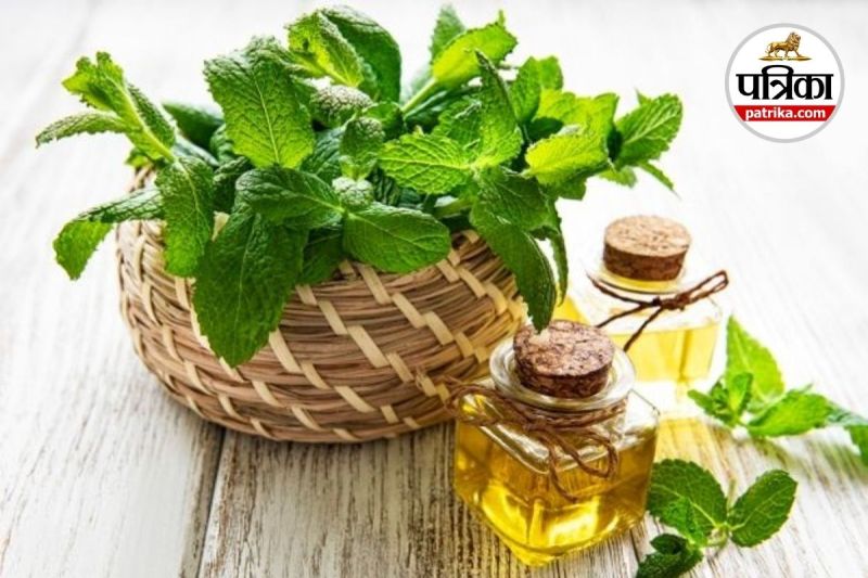 Mint Leaves For Weight Loss