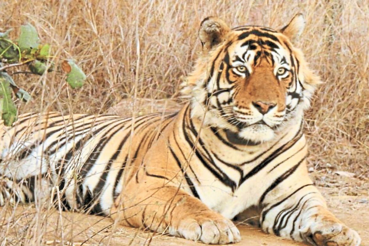 रणथंभौर की गुस्सैल ‘कनकटी’ बाघिन जल्द मुकुंदरा में होगी शिफ्ट, मंत्रालय से मिली
अनुमति