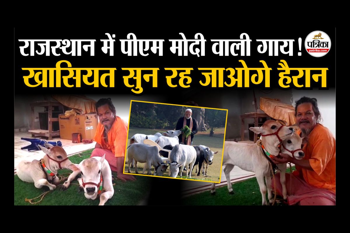 VIDEO: राजस्थान पहुंची ‘PM मोदी वाली गाय’, एक दिन में देती है इतना दूध, खासियत
सुन रह जाओगे हैरान